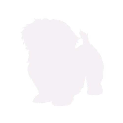 Silhouette de chien Shih Tzu debout