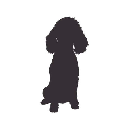 Silhouette de chien Caniche Toy assis