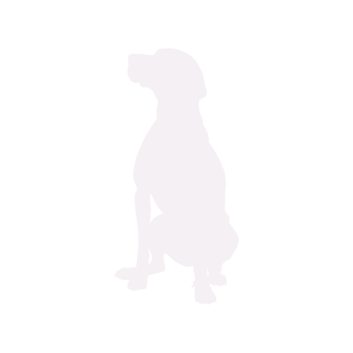 Silhouette de chien Vizsla Hongrois assis