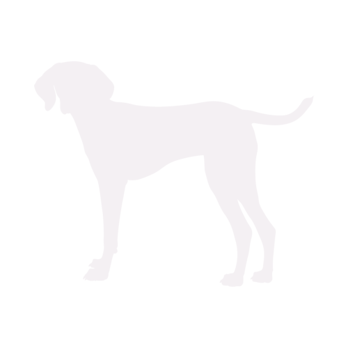 Silhouette de chien Vizsla Hongrois debout
