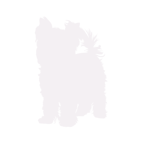 Silhouette de chien Yorkshire Terrier debout